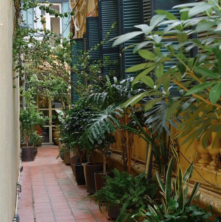 Dấu thu trên phố cổ: Senté Nguyễn Quang Bích và hương sen Hà Nội — ảnh 4