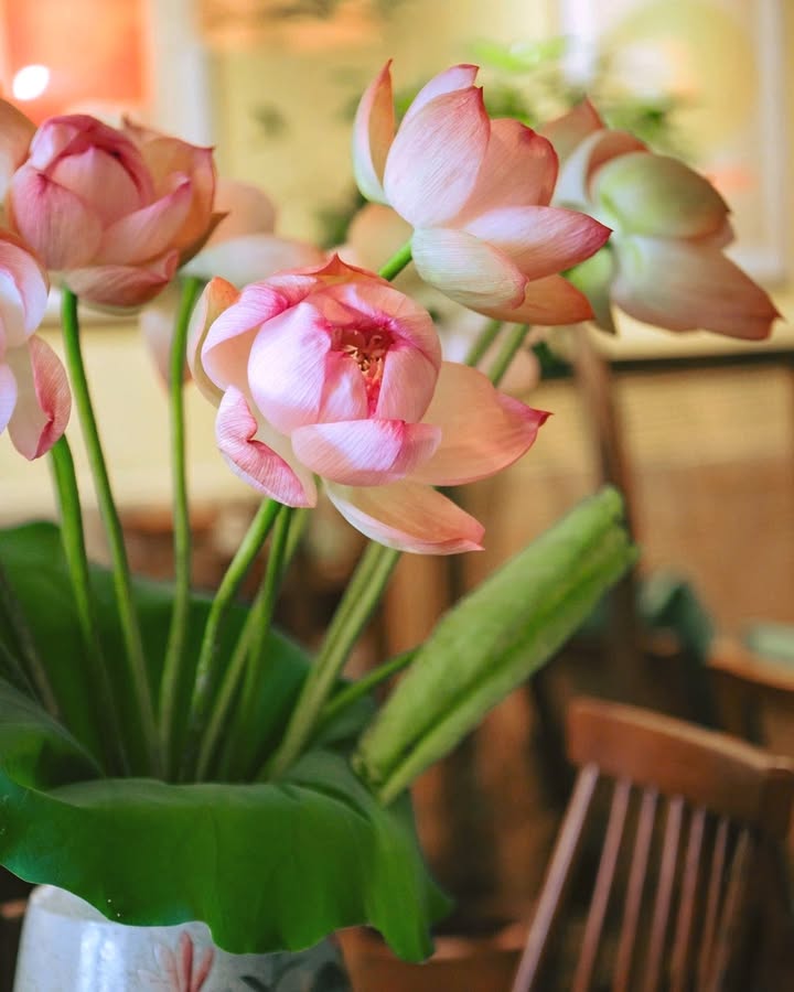 Sen thoảng Nguyễn Quang Bích: Mùa hạ dịu nhẹ trong từng món sen — ảnh 5